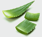 Aloe